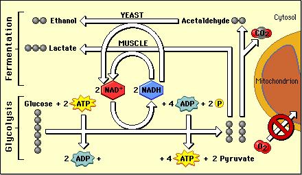 G l i k o l i z a Krajnji produkt glikolize je piruvat: može e da se razgradi (aerobno) do CO i H 2 2O, ili da se uključi i u