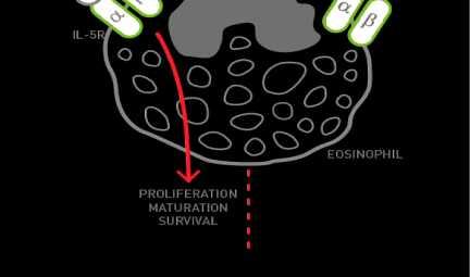 This inhibits IL-5 signalling and reduces the growth,