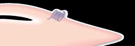relaxation SMC, smooth muscle cell Μεγαλύτερα οφέλη