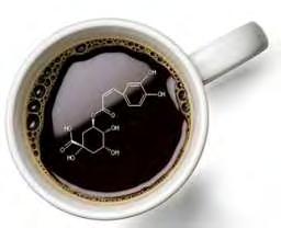 κατάσταση μυοβλαστών και ενδοθηλιακών κυττάρων Effect of coffee varieties on