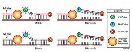 που ενισχύεται από την PCR να υποδεικνύει τα αλληλόμορφα που είναι παρόντα σε κάθε δείγμα γενωμικού DNA.
