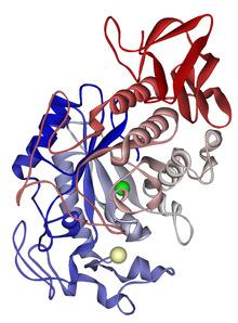 Makromolekuli u našem organizmu Enzimi Enzimi su proteini koji imaju ulogu katalizatora mnogih metaboličkih reakcija u živom organizmu (od varenja hrane do sinteze DNA) Enzim alfa amilaza funkcioniše