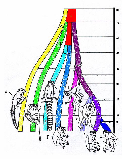 KINDS OF PRIMATES MYA Δενδρόβιος Πρόγονος (Α) Προπίθηκοι Τάρσιοι (Β) Λεμούριοι (C) Λόρις και Γκαλάγκο (D)