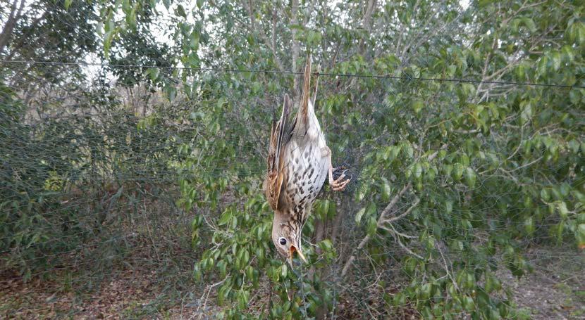 Στρατηγικό Σχέδιο Δράσης για την αντιμετώπιση της παράνομης παγίδευσης πουλιών στην Κύπρο Η δουλειά που έγινε για το Στρατηγικό Σχέδιο Δράσης (ΣΣΔ) κατά της παράνομης παγίδευσης πουλιών στην Κύπρο