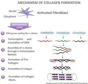 Εικόνα 4 : Μηχανισμοί σύνθεσης του κολλαγόνου 1.2.