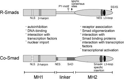 Εικόνα 7 :Δομή των πρωτεϊνών Smad και ρόλος της κάθε περιοχής τους: στην περιοχή MH1 υπάρχουν τμήματα για αυτοαναστολή των R-Smads, σύνδεση με το DNA, αλληλεπίδραση με μεταγραφικούς παράγοντες και