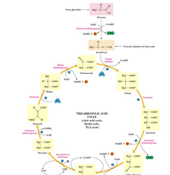 GLIKLIZA + CCK ENERGETSKA BILANCA NA 1 MLEKUL GLUKZE GLUKZA + 10 NAD + + 2 FAD + 4 ADP + 4 P i + 2 H 2 6C 2 + 10 NADH + 10 H + + 2FADH 2 + 4 ATP V KSIDATIVN FSFRILACIJ CIKLUS CITRNSKE KISLINE -