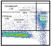 CD56