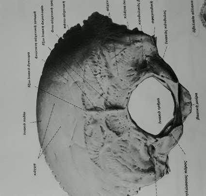 Το ινιακό οστό σχηματίζει το πίσω μέρος του κρανίου. Στο κάτω μέρος αυτού υπάρχει άνοιγμα, το ωοειδές τρήμα, μέσω του οποίου η κρανιακή κοιλότητα επικοινωνεί με το νωτιαίο σωλήνα.