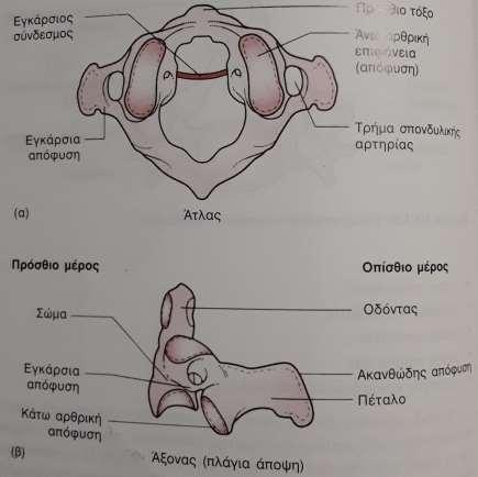Ο πρώτος αυχενικός σπόνδυλος λέγεται άτλας, αποτελείται μόνο από ένα οστέινο δακτύλιο με δυο αρθρικές επιφάνειες με τις οποίες αρθρώνεται με τους κονδύλους του ινιακού οστού.