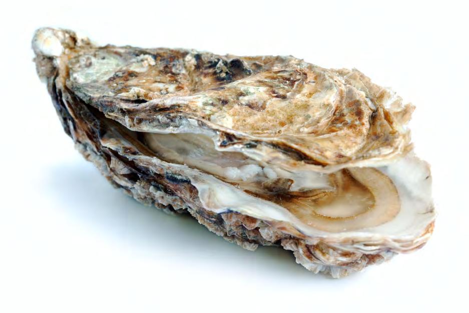 Εικόνα 1.2.1 Στρείδι (Ostrea edulis) Τα στρείδια έχουν ποικίλες διαδικασίες κατά τον κύκλο της ζωής τους.