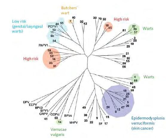 1.2.1. Alpha, Beta, Gamma, Mu, Nu Papillomaviruses Τα γένη Alphapapillomavirus, Betapapillomavirus, Gammapapillomavirus, Mupapillomavirus και Nupapillomavirus περιέχουν στελέχη των ιών Papilloma που