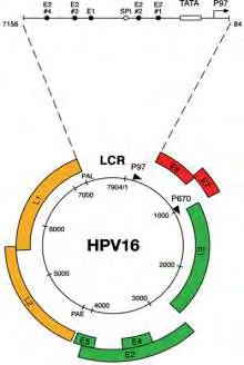 Η έκφραση του γενώματος του HPV 16 ρυθμίζεται από δύο βασικούς υποκινητές, τον υποκινητή p97, που είναι υπεύθυνος για την έκφραση των πρώιμων γονιδίων (Smotkin et al.