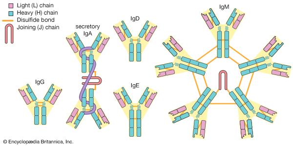 Ισότυποι ανοσοσφαιρινών: IgG (IgG1, IgG2,