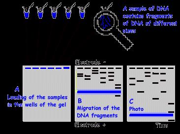 одржување на спроводливоста. Од составот и јонската јачина на пуферот зависи електрофоретската подвижност на ДНК фрагментите. 6. Присуство на интерхалирачки супстанции.