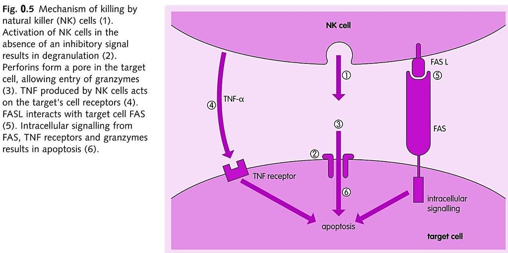 NK клетки Таргет вирусни и туморозни кл. Активирачки рец.