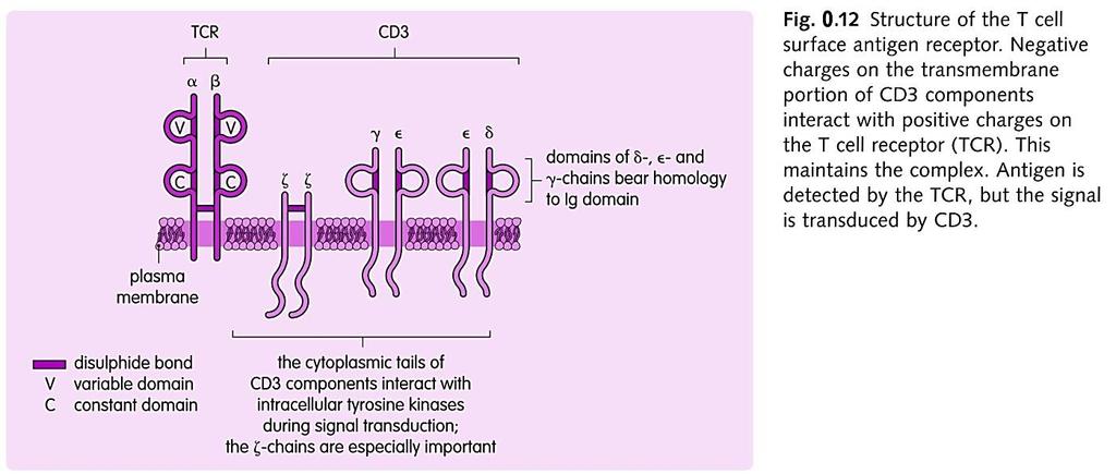Б и Т клеточни рецептори Разлики во