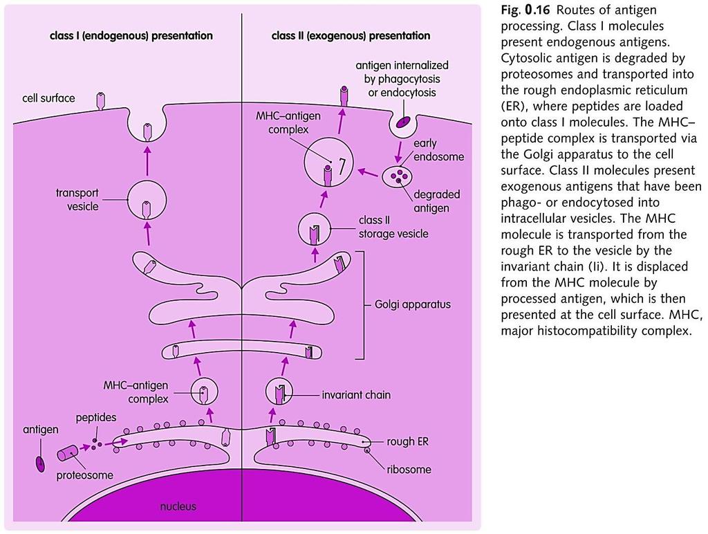 MHC (HLA) Процесирање и презентација на антигени