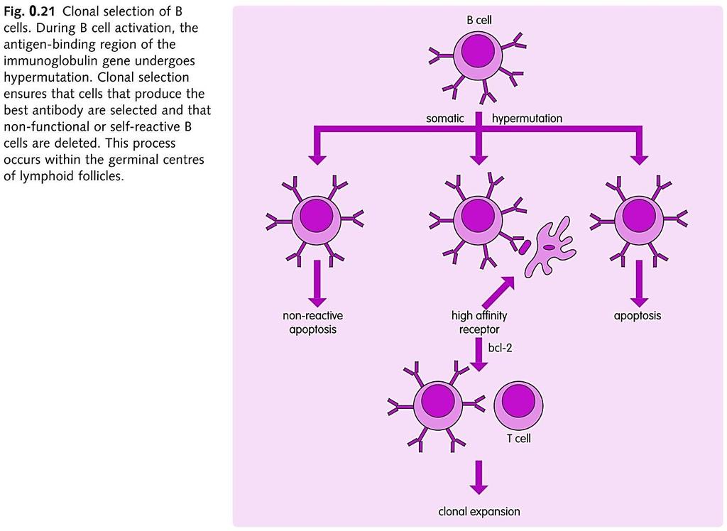 Б клетки и продукција на антитела Во