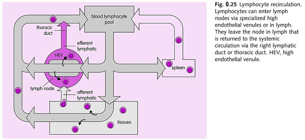 Рециркулација на лимфоцитите Бр. на лимфоцити: аферентна vs.