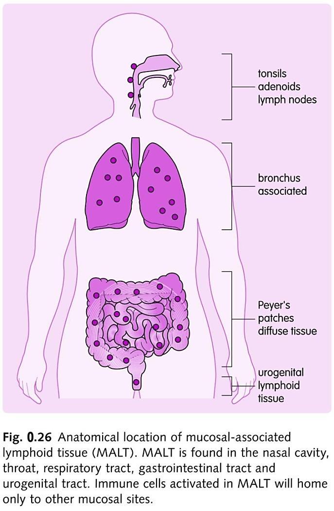 Мукоза-асоцирано лимфно ткиво (MALT) (некапсулирано; субепително) Организирано (крајници,