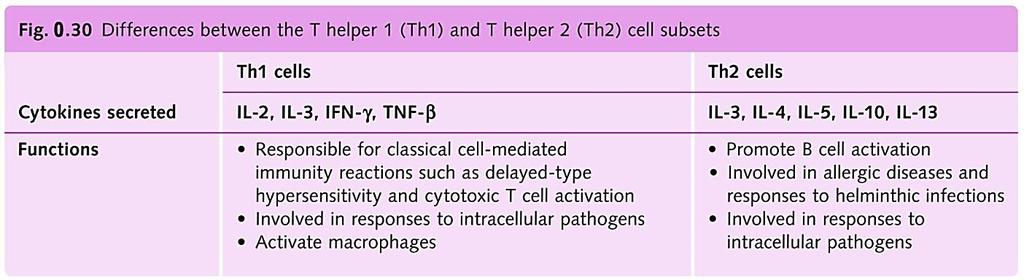 Т помагачки клетки (Th) (CD4) Детерминираат епитопи Одредуваат