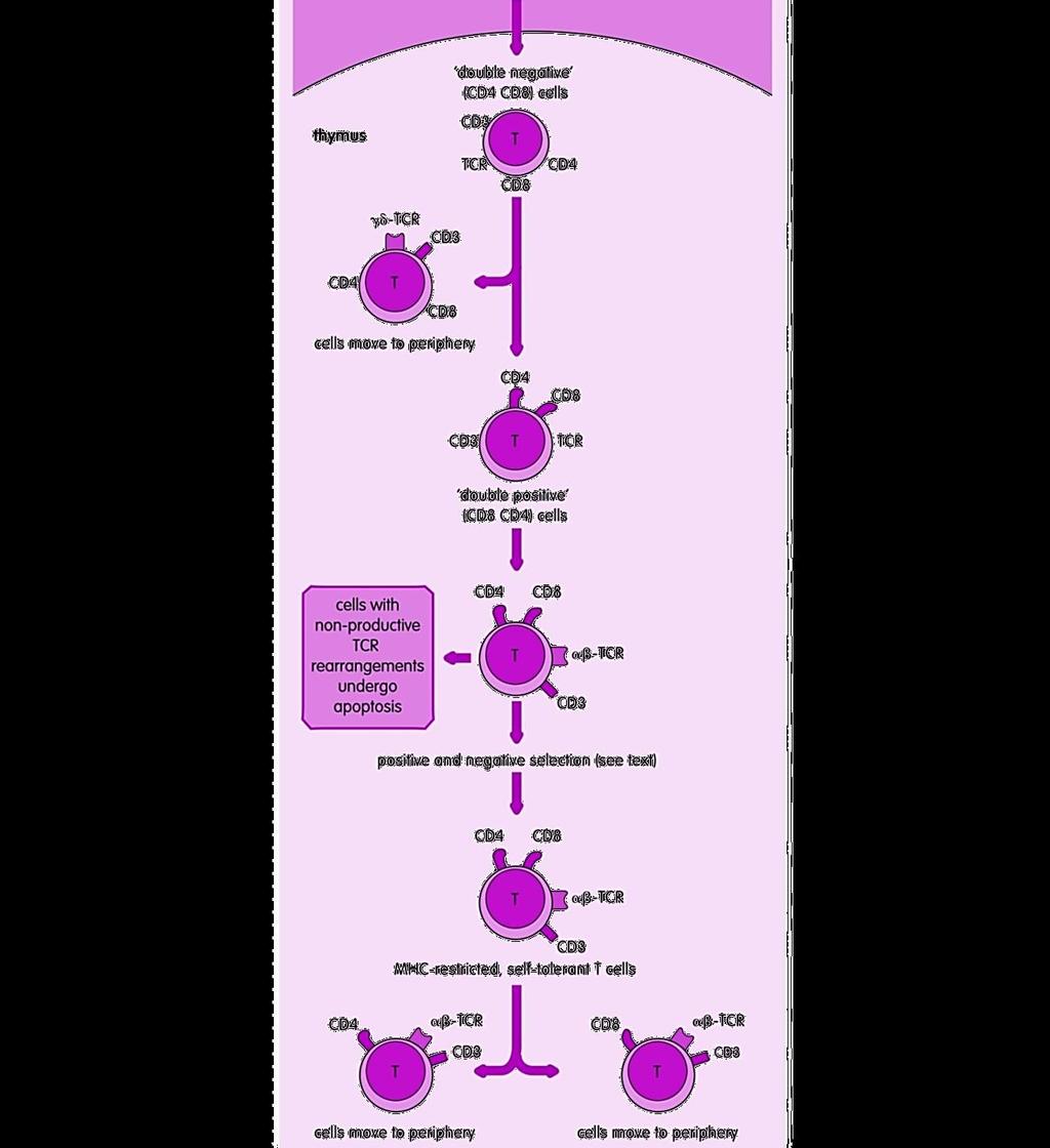 Развој на Т клетките Коскена срцевина