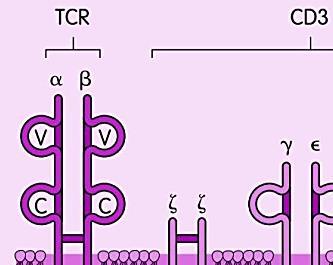 Суперантигени V-β од TCR и MHC II Обичен антиген
