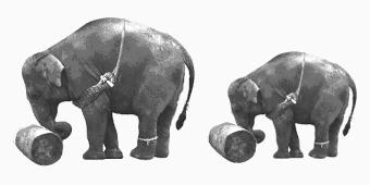 Pag. 99 Să privim figura alăuraă. Ne puem înreba : Care dinre cei doi elefanţi va reuşi să ajungă primul la capăul drumului?