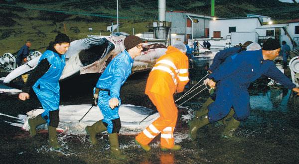 vegna viðhalds varnargirðinga. Þá var hart tekist á um ásetningshlutfall eins og fjallað er um hér í blaðinu.