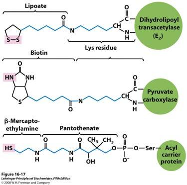 Oksidacijska dekarboksilacija piruvata u acetil-coa pomoću kompleksa piruvat dehidrogenaze Središnji mehanizam PDH kompleksa su premještanja lipoilne ruke.