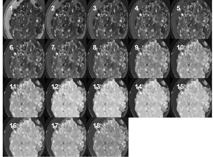 Εικόνα 1.11.3.3.2.: Απεικόνιση μιας πολυφασματικής εικόνας ενός κομματιού ωμού χοιρινού μέσα σε τρυβλίο. Η εικόνα αποτελείται από 18 κανάλια (405-970nm).