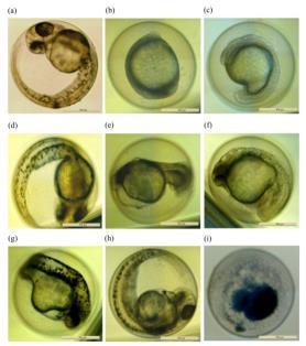 Več testov v katerih so cebrice uporabljene kot modelni organizem: -akutni test -FET, embrio test -dvogeneracijski test zamenjava Zakaj?