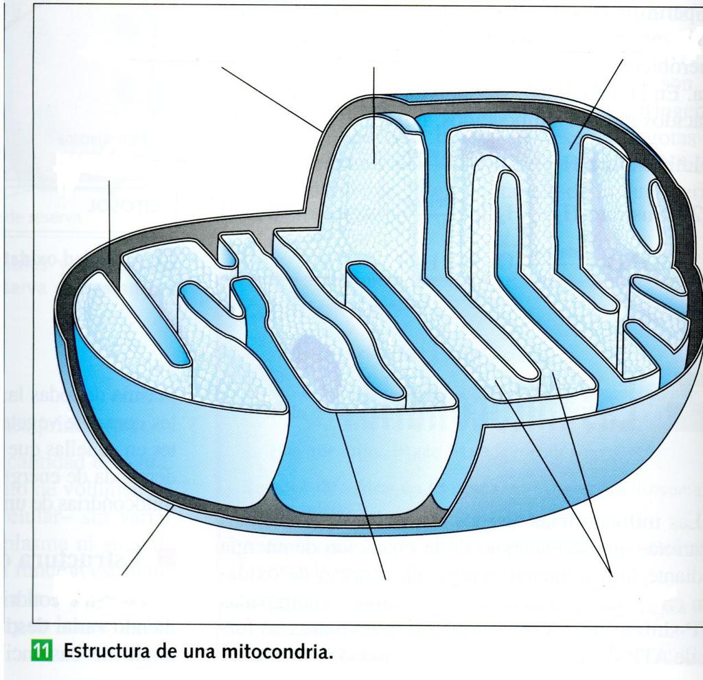 Cita tódalas rutas metábólicas que interveñen na