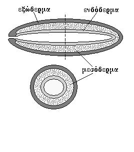 Σριπλοβλαστικά ακοιλωματικά ζώα Σο μεσέγχυμα (παράγωγο του μεσοδέρματος) αποτελεί συνδετικό ιστό χωρίς κοιλότητες. Βρίσκεται μεταξύ της επιδερμίδας και της γαστροδερμίδας.