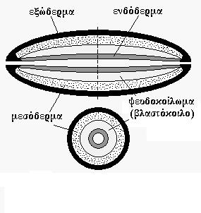 Τριπλοβλαςτικά ψευδοκοιλωματικά ηϊα Εμφανίηεται ψευδοκοίλωμα, (κοιλότθτα μεταξφ του εντζρου και του ςωματικοφ τοιχϊματοσ, του ςυμπαγοφσ δθλαδι μεςεγχφματοσ).