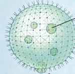 Κυτταρική οργάνωση Πολυκύτταροι οργανισμοί (Volvox) Τποτυπώδης διαφοροποίηση