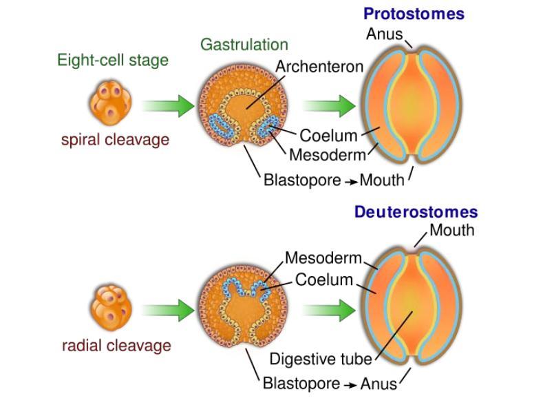 Και στις δυο ομάδες το Εμβρυο ξεκινά από μια μικρή σφαίρα κυττάρων : το βλαστίδιο τα Πρωτοστόμια η πρώιμη διαίρεση των κυττάρων γίνεται διαγώνια δημιουργώντας μια σπειροειδή διάταξη των κυττάρων