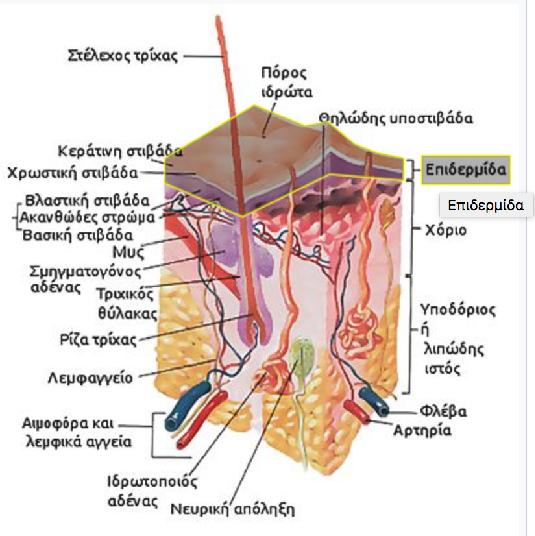 Επιδερµίδα Εξωτερικό στρώµα του δέρµατος. Το πάχος της είναι περίπου 0.2mm κατά µέσο όρο και ποικίλει ανάλογα µε τη θέση της στο σώµα.