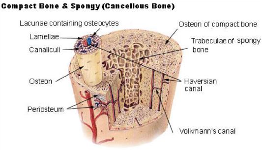 Το σκληρό εξωτερικό στρώμα των οστών αποτελείται από το φλοιώδες οστό (συμπαγές οστό) και δίνει στο οστό την ομαλή λευκή και στερεή εμφάνισή του (αντιπροσωπεύει το 80% της συνολικής οστικής μάζας