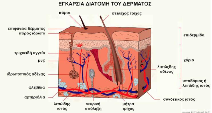 Κεράτινη στιβάδα: Είναι η εξωτερική υποστιβάδα µε πάχος από 8-15µm.