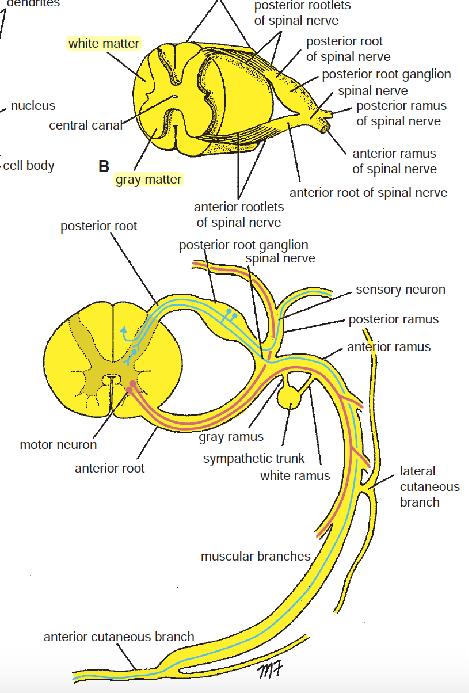 Κεντρικό νευρικό σύστημα Το εσωτερικό του κεντρικού νευρικού συστήματος οργανώνεται στη φαιά και λευκή ουσία.