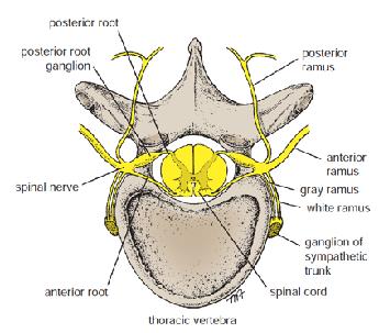 Κάθε νωτιαίο νεύρο συνδέεται με το νωτιαίο μυελό με δύο ρίζες: την πρόσθια και την οπίσθια ρίζα.