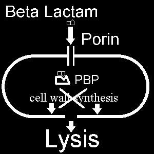 δράσης PBPs: