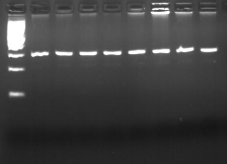 Εικόνα 41 Ηλεκτροφόρηση των προϊόντων της PCR της IL-1B (-511) σε πηκτή αγαρόζης 1,5% Διαδρομή 1-8: προϊόντα της PCR, διαδρομή Μ: Marker (100bp DNA ladder) M 1 2 3 4 5 6 7 8 304 bp Γ) Πέψη με