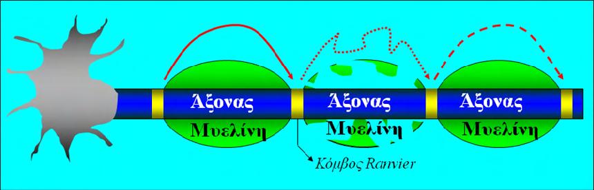 Η μυελίνη στο ΚΝΣ όμως, διαφέρει κάπως από την αντίστοιχη περιφερική, διότι το νευρογλοιακό κύτταρο στο οποίο οφείλεται η δημιουργία της κεντρικής μυελίνης είναι το ολιγοδενδροκύτταρο, ενώ στο