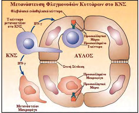Croxford JL, Autoimmun Rev, 2002 Η τρέχουσα θεωρία είναι, ότι τα άτομα που έχουν γενετική προδιάθεση για ΣΚΠ έχουν Τ-κυτταρικούς κλώνους που αντιδρούν με αυτοαντιγόνα του ΚΝΣ.