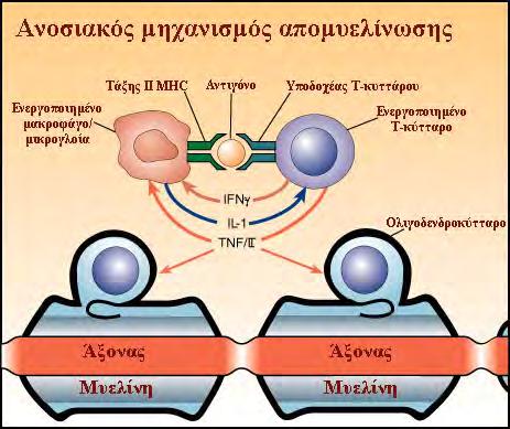 Εικόνα 21 Στη συνέχεια η σύνδεση των υποθετικών μυελινικών αντιγόνων, όπως η MBP, η σχετιζόμενη με τη μυελίνη γλυκοπρωτεΐνη (myelin-associated glycoprotein), η μυελινική γλυκοπρωτεΐνη των