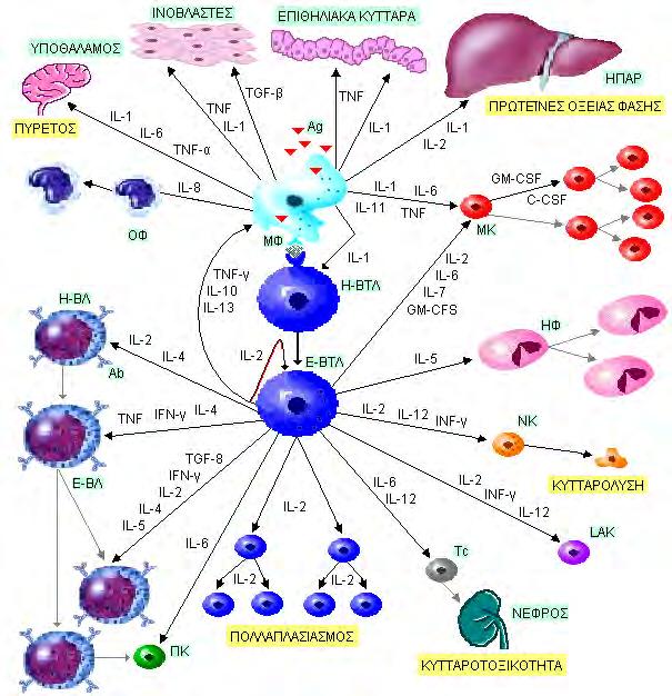 Εικόνα 34 Δίκτυο δράσης κυτταροκινών ΟΦ = ουδετερόφιλα Η-ΒΛ = ήρεμο Β λεμφοκύτταρο Ε-ΒΛ = ενεργοποιημένο Β λεμφοκύτταρο Ab= αντισώματα ΠΚ= πλασματοκύτταρο Tc = κυτταροτοξικό Τ λεμφοκύτταρο ΝΚ =