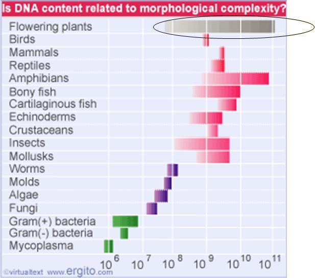 הגודל המינימאלי של הגנום עולה ככל שעולה מורכבות האורגניזם. :The C paradox אין התאמה בין גודל הגנום לבין מורכבות מורפולוגית. בדיקת קורלציה בין גודל הגנום למספר הגנים: בגרף ישנם יצורים מ- 1 ממלכות.